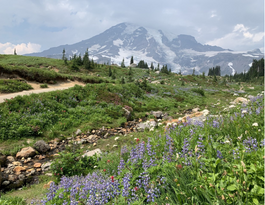 Camp Muir - Pacific Northwest Six-Pack of Peaks